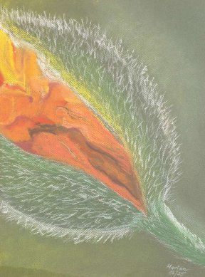 "Mohnblüte II", 30x40 cm, Pastellkreide, 
140 Euro