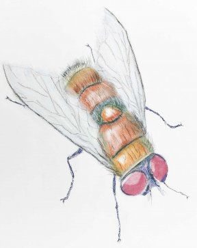 "Fliege" 29 x 39 cm Pastellkreide, 180 Euro